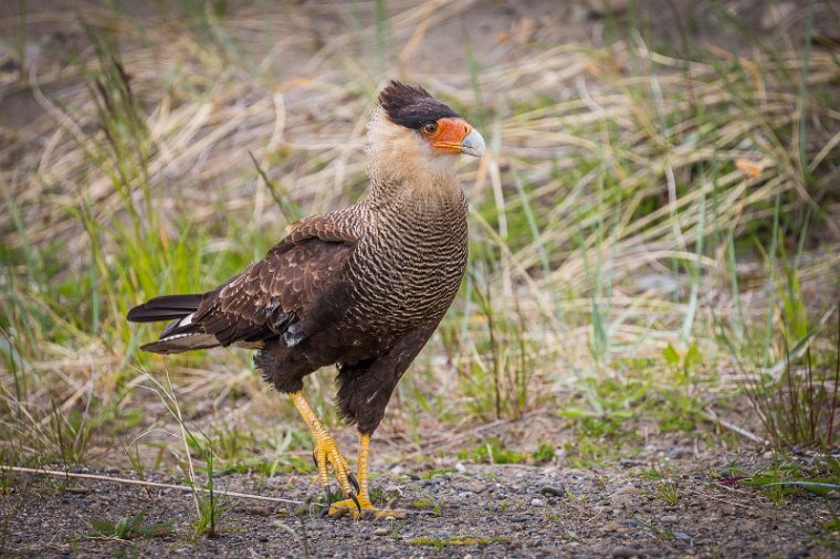 112 Torres Del Paine, kuifcaracara.jpg